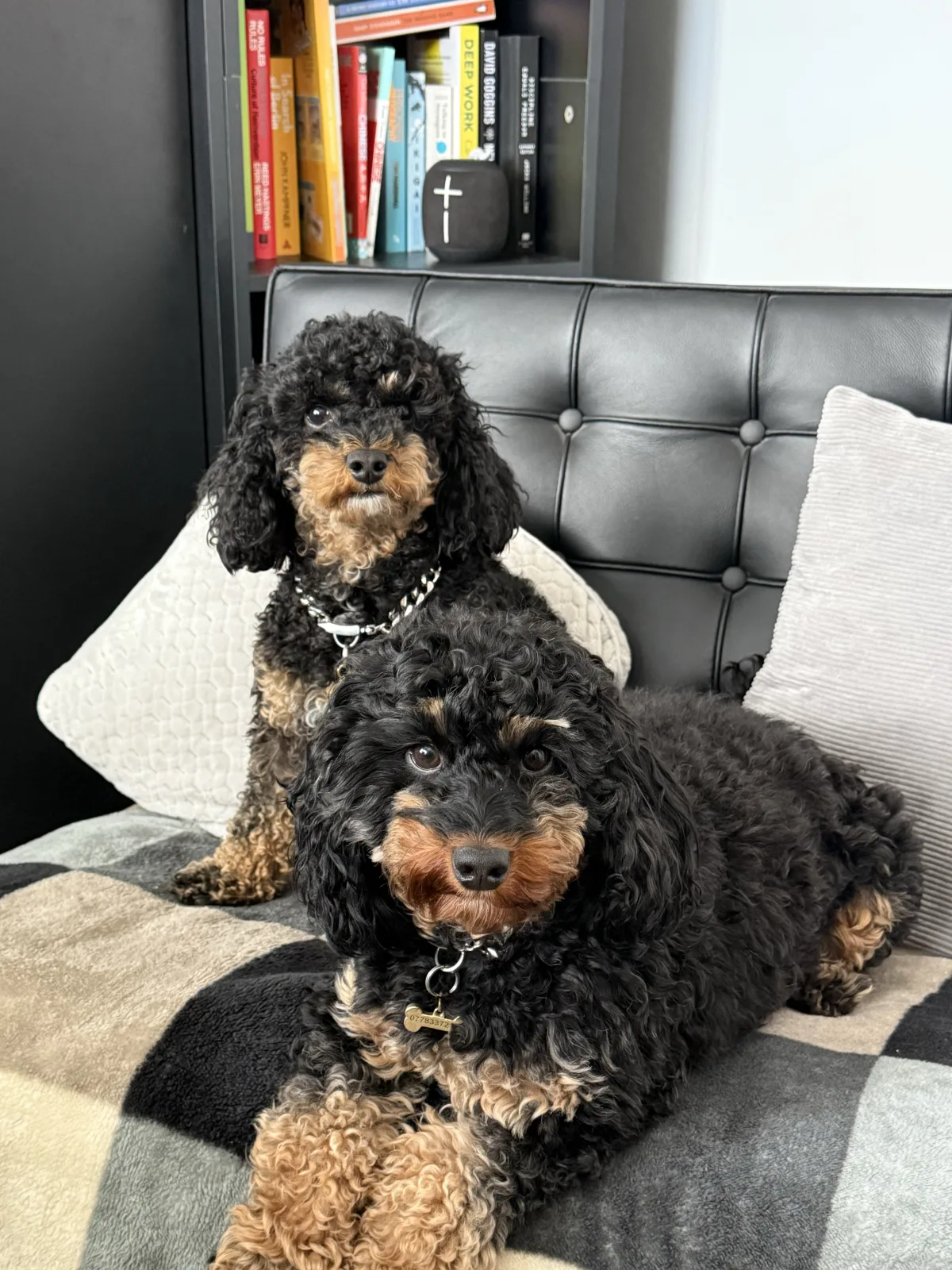 Ryan’s dogs, Buddy and Alfie
